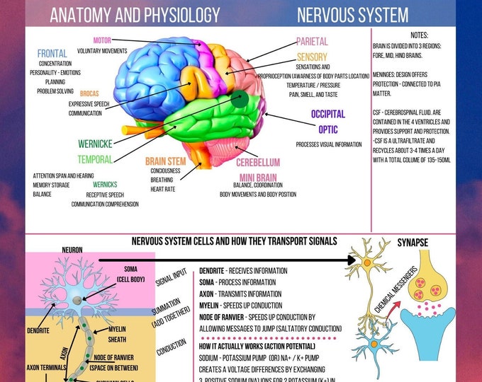 Nursing A&P Notes, Anatomy and Physiology for Nursing Students, Anatomy ...