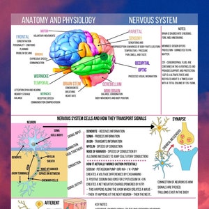 Nursing A&P notes, anatomy and physiology for nursing students, Anatomy made extremely easy. Get these nursing school notes