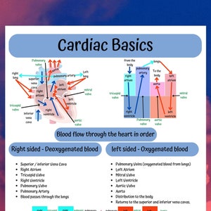Nursing school notes, MedSurg Cardiac blood flow and anatomy made easy for nursing students.
