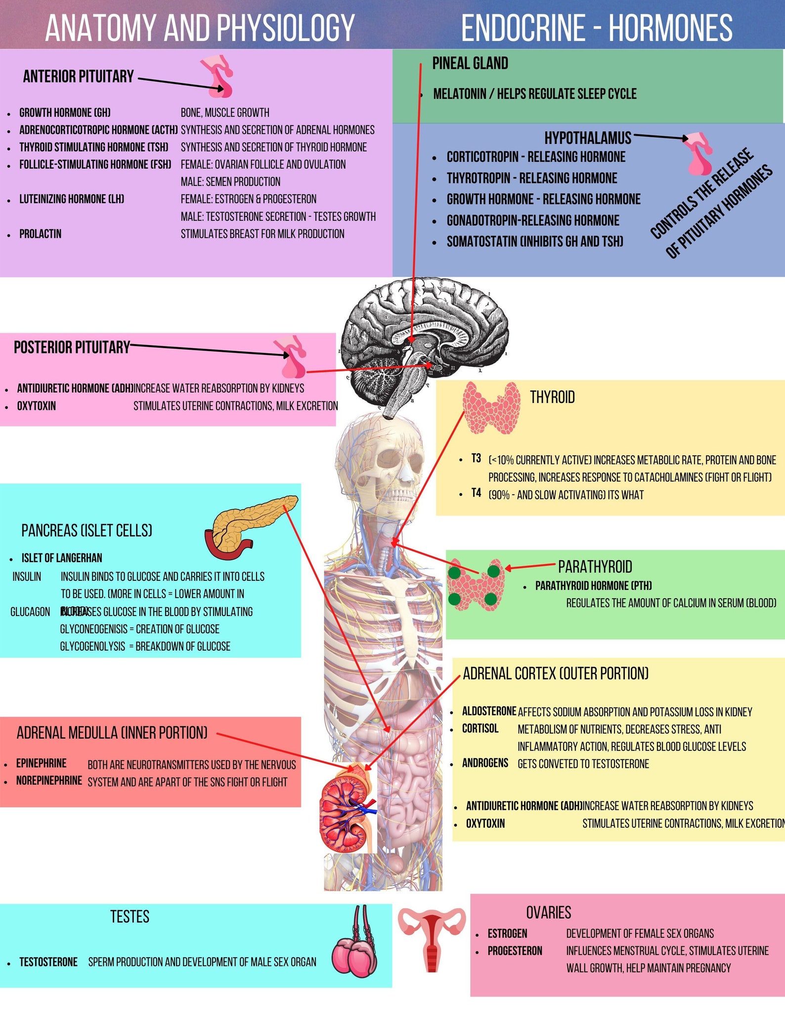 Nursing A&P Notes Anatomy and Physiology for Nursing Etsy