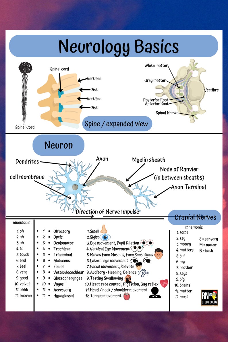 Neuro Medsurg Bundle. 20 Pages Easy Neurology Medsurg Nursing Notes and ...