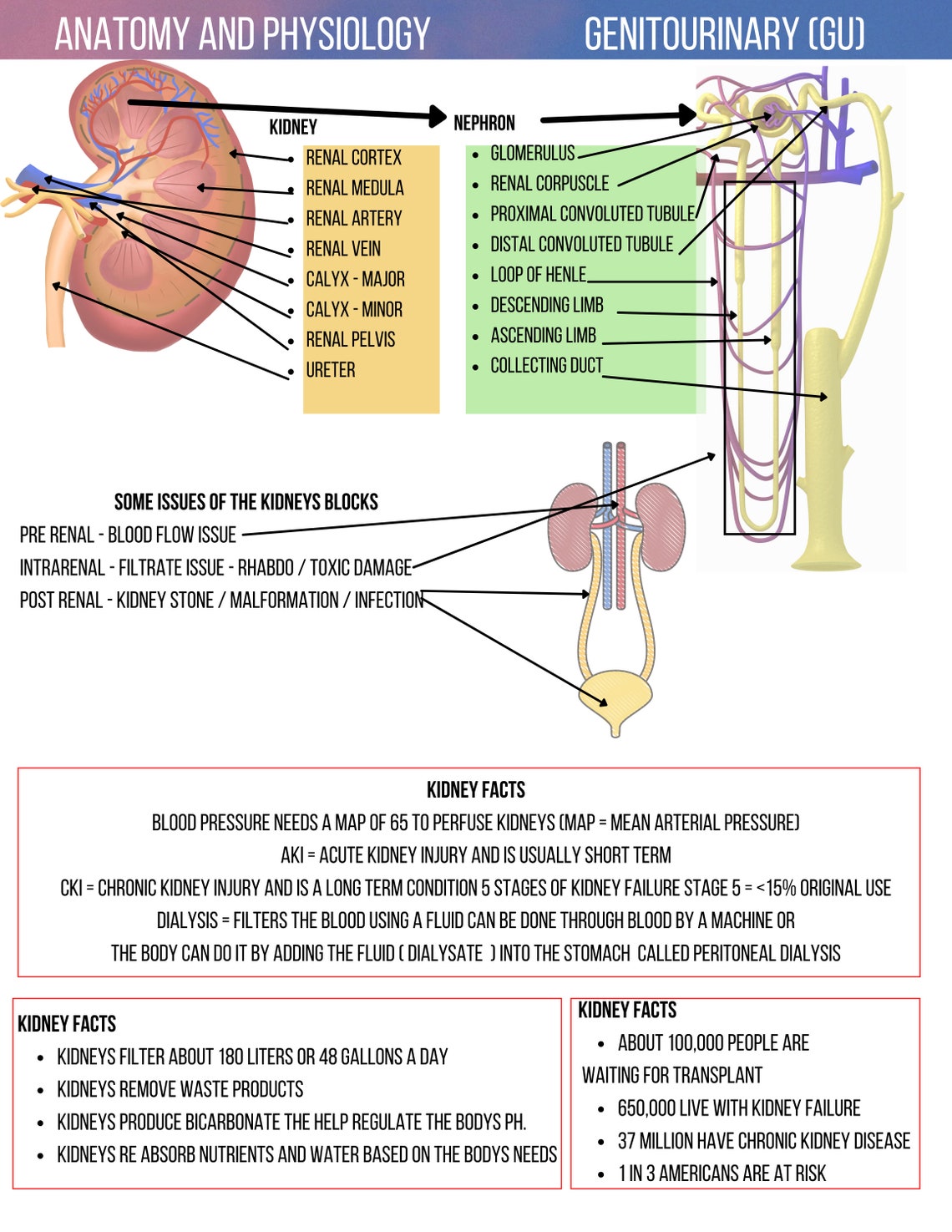 Nursing A&P Notes Anatomy and Physiology for Nursing - Etsy