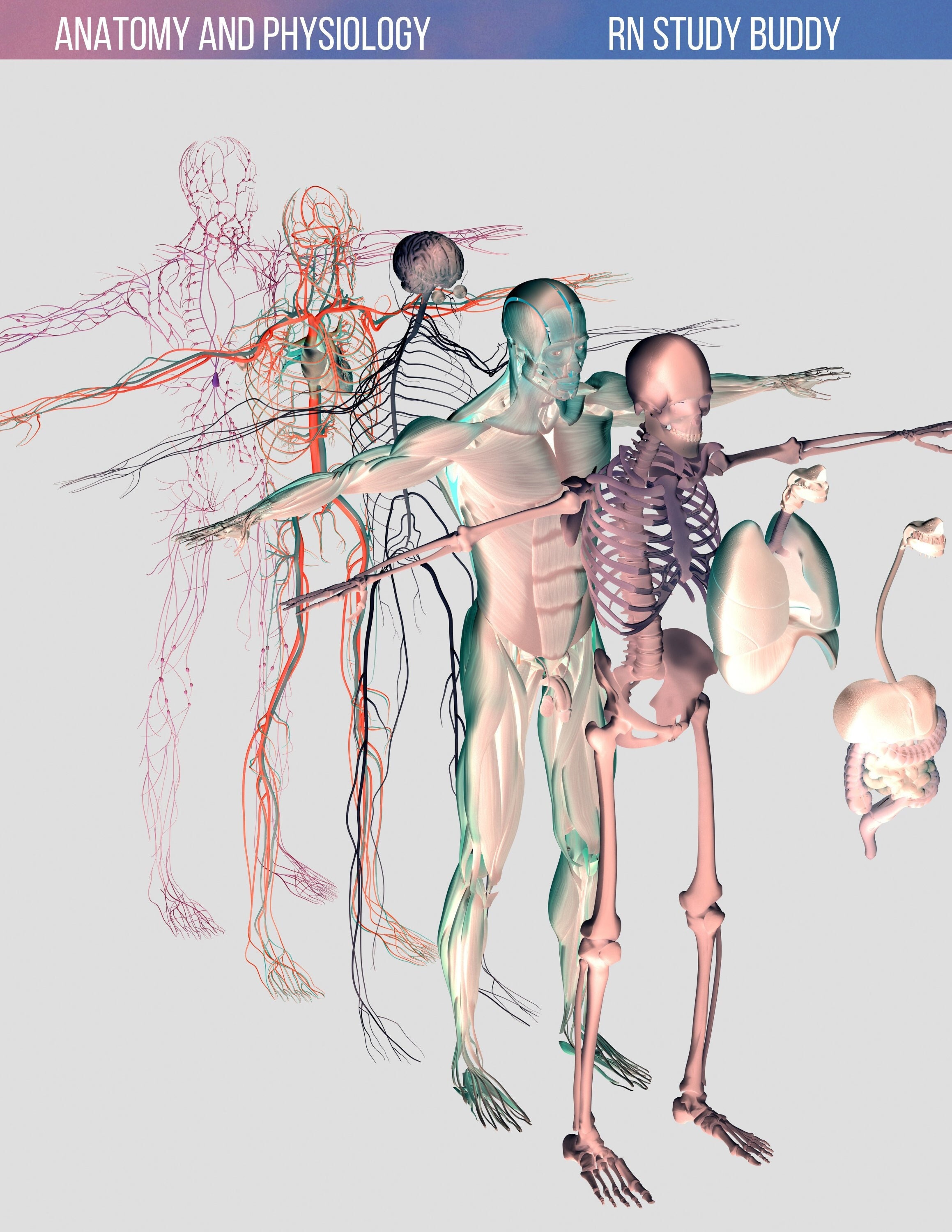 Nursing A&P Notes, Anatomy and Physiology for Nursing Students, Anatomy ...