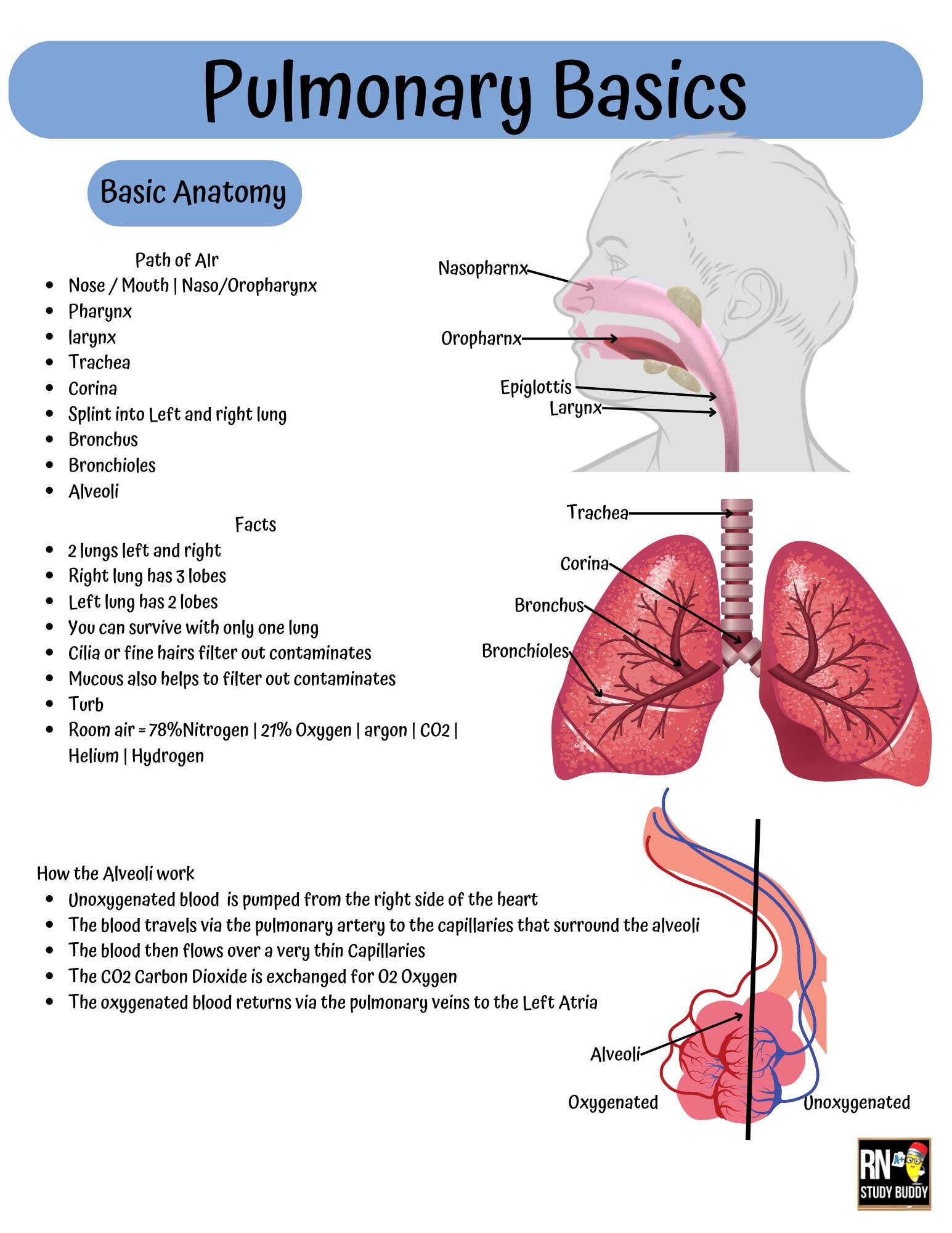 Nursing School Notes, Med Surg Pulmonary Basics, Pulmonary Anatomy ...