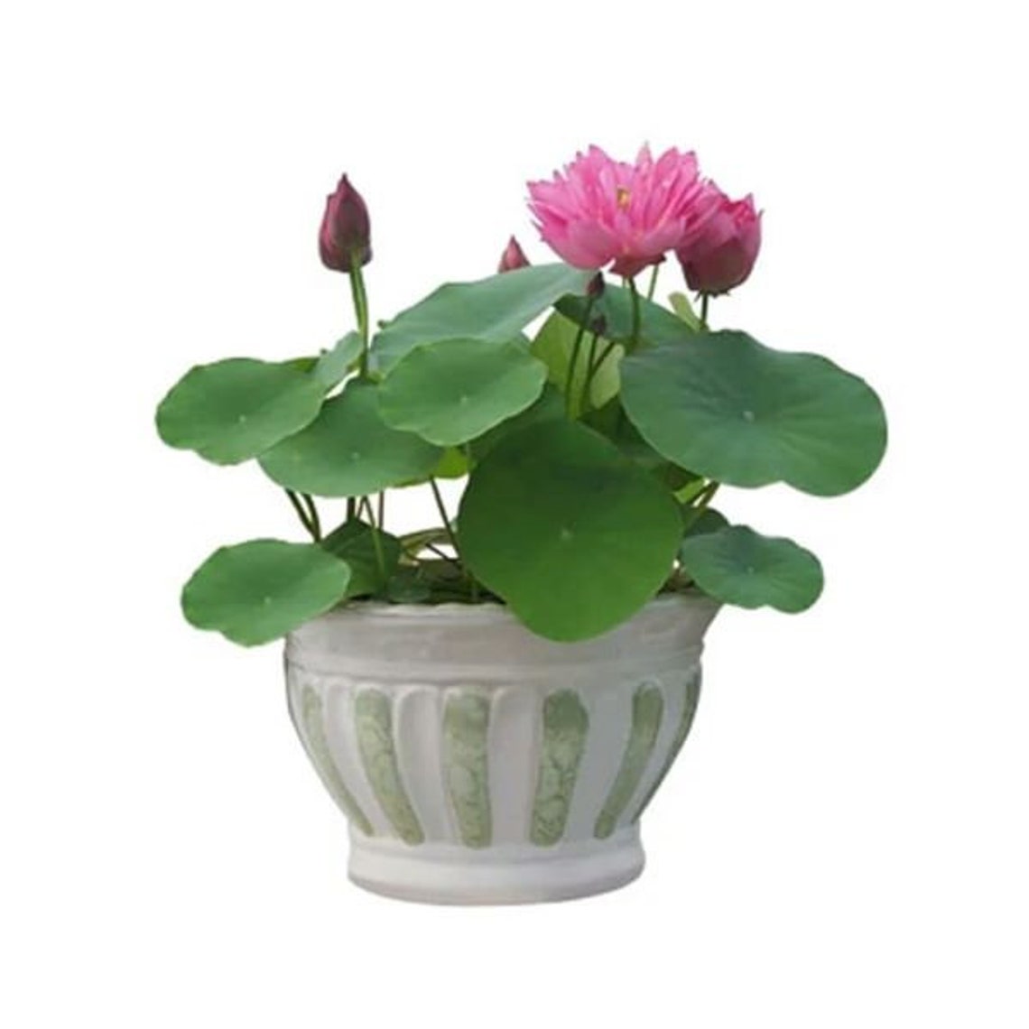 10pcs Lotus seeds Bowl Water Lily Hydroponic Plants Rare Etsy