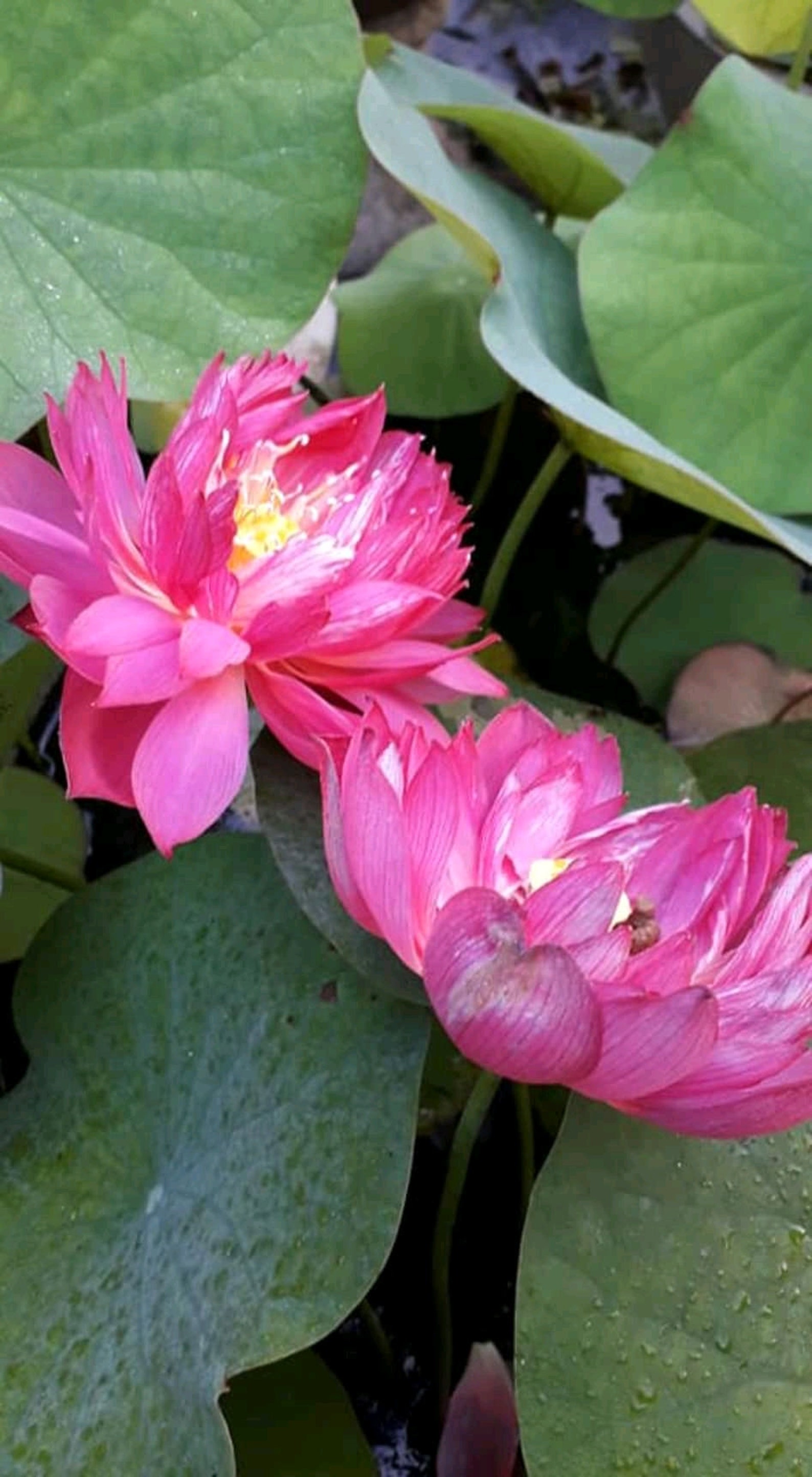 Lotus seeds Bowl Water Lily Hydroponic Plants Rare Flower