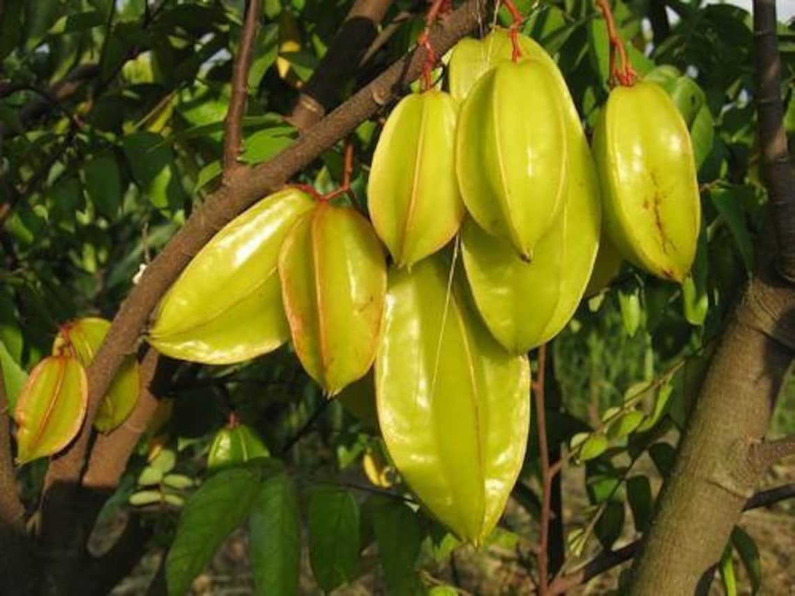 Carambola Fruta Que Passarinho Não Bica