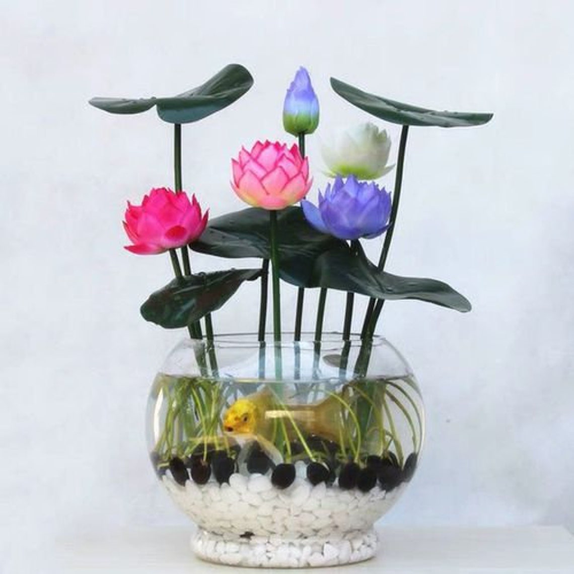 10pcs Lotus seeds Bowl Water Lily Hydroponic Plants Rare Etsy