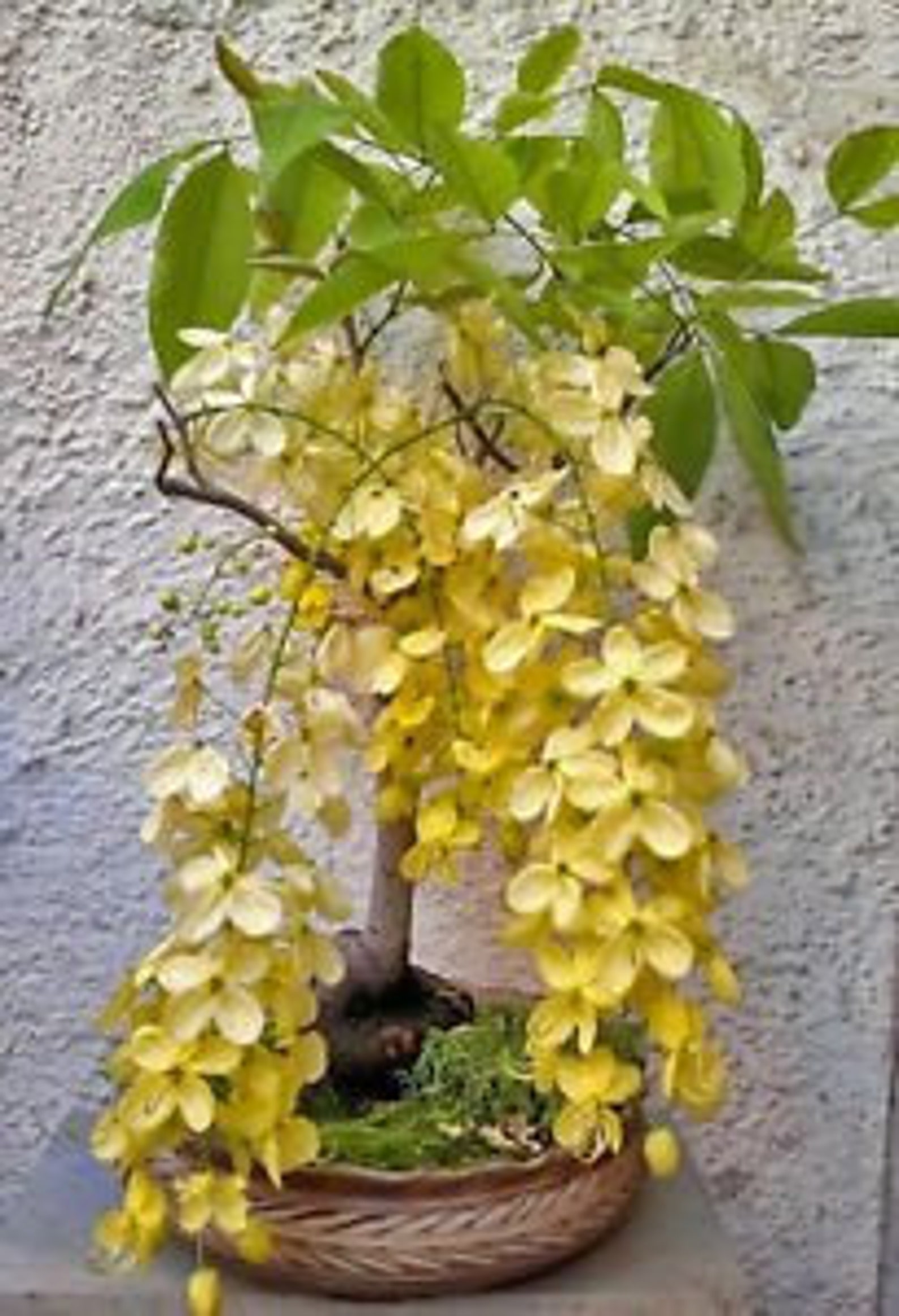 Golden Shower Tree Cassia fistula 20 Seeds for bonsai home Etsy