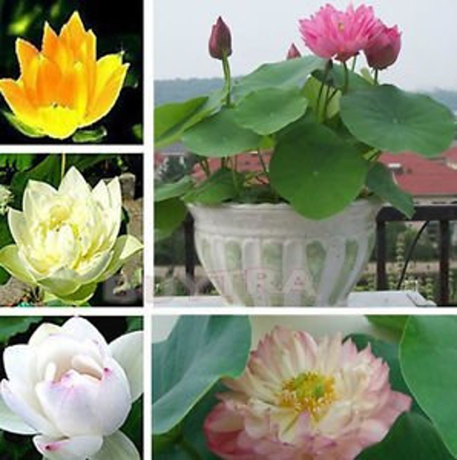 10pcs Lotus seeds Bowl Water Lily Hydroponic Plants Rare | Etsy