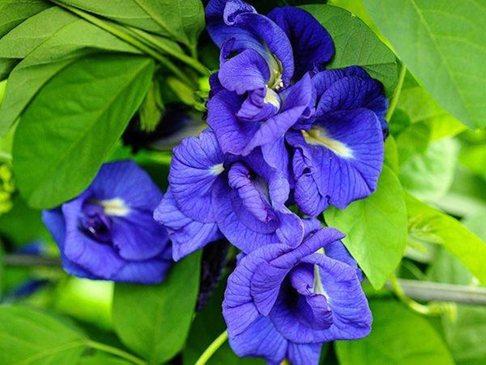 Blue Clitoria Aparajita ou Clitoria Ternatea Plant seeds for | Etsy
