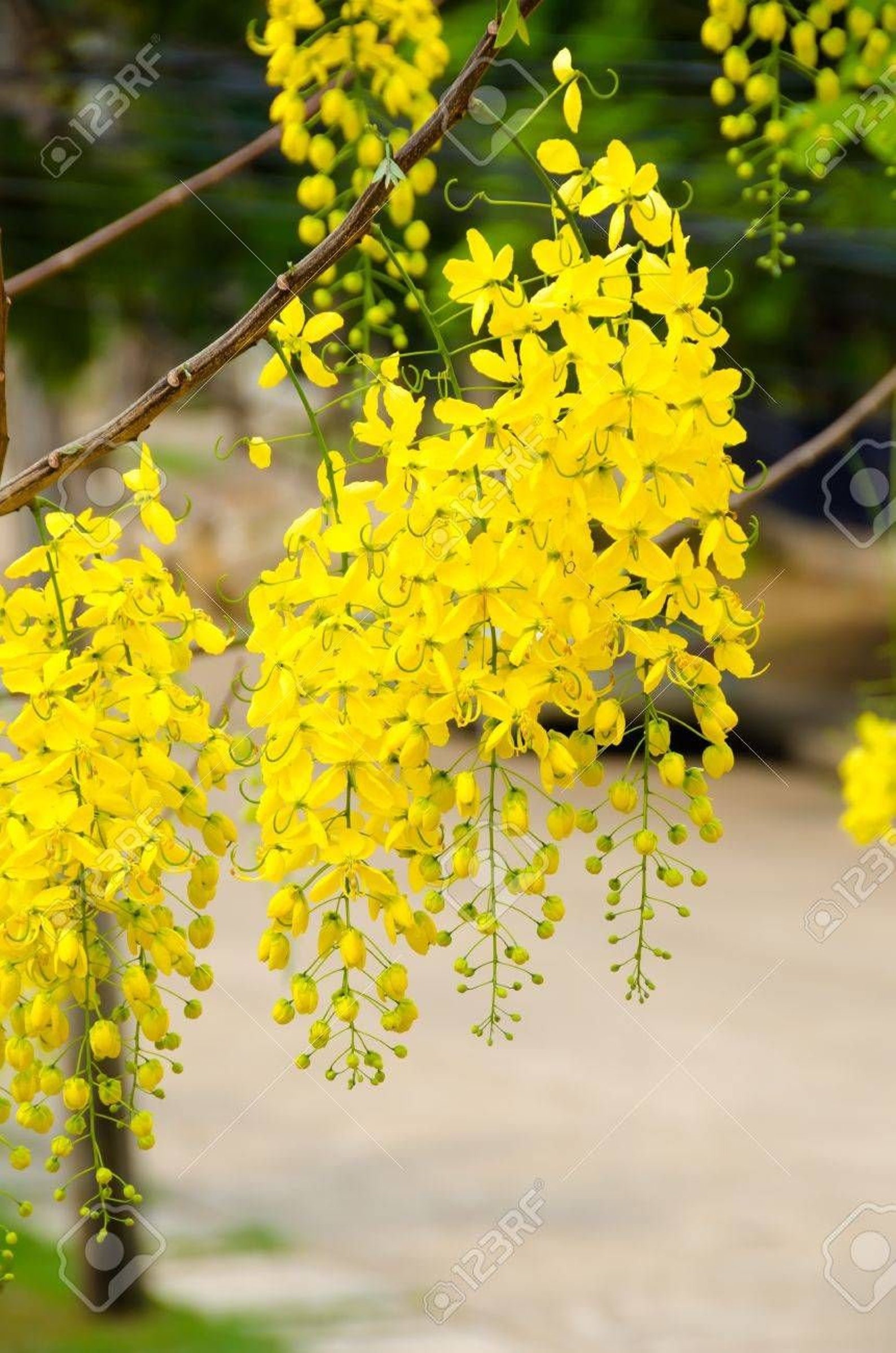 Golden Shower Tree Cassia fistula 20 Seeds for bonsai home Etsy