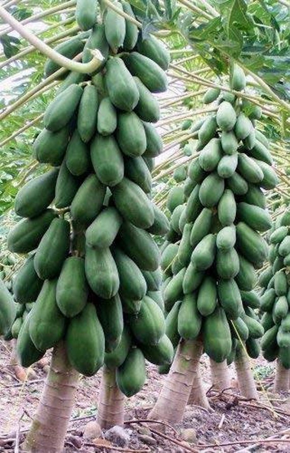 Hybrid papaya seeds from sri lanka ceylon products home garden Etsy