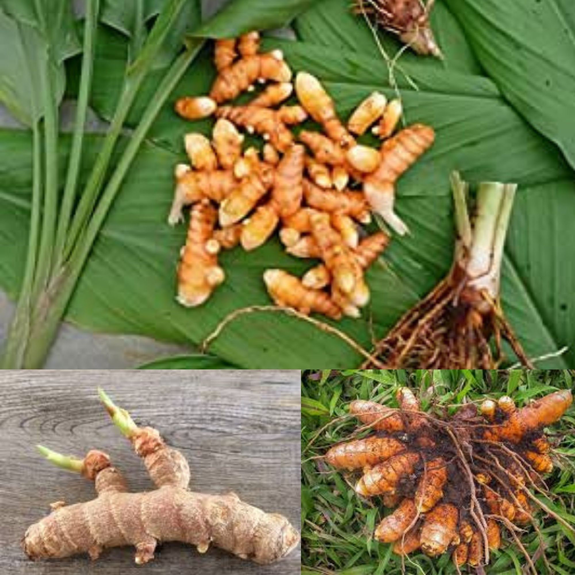 Turmeric live rhizome Curcuma Longa Haldi High CURCUMIN Value | Etsy