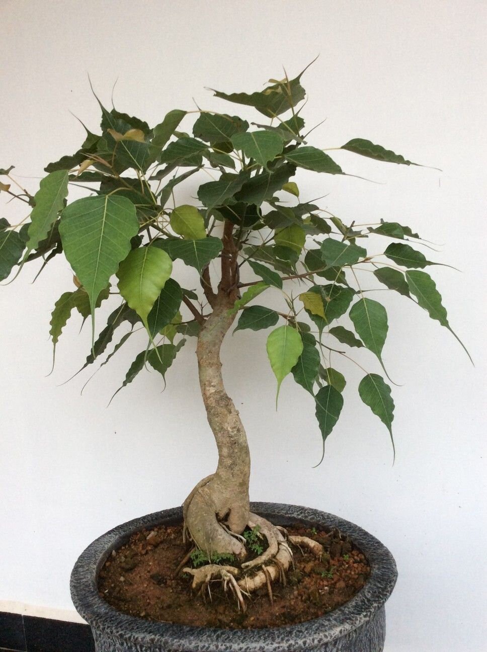 Ficus religiosa Bodhi Fig Tree tree of awakening Sacred Etsy