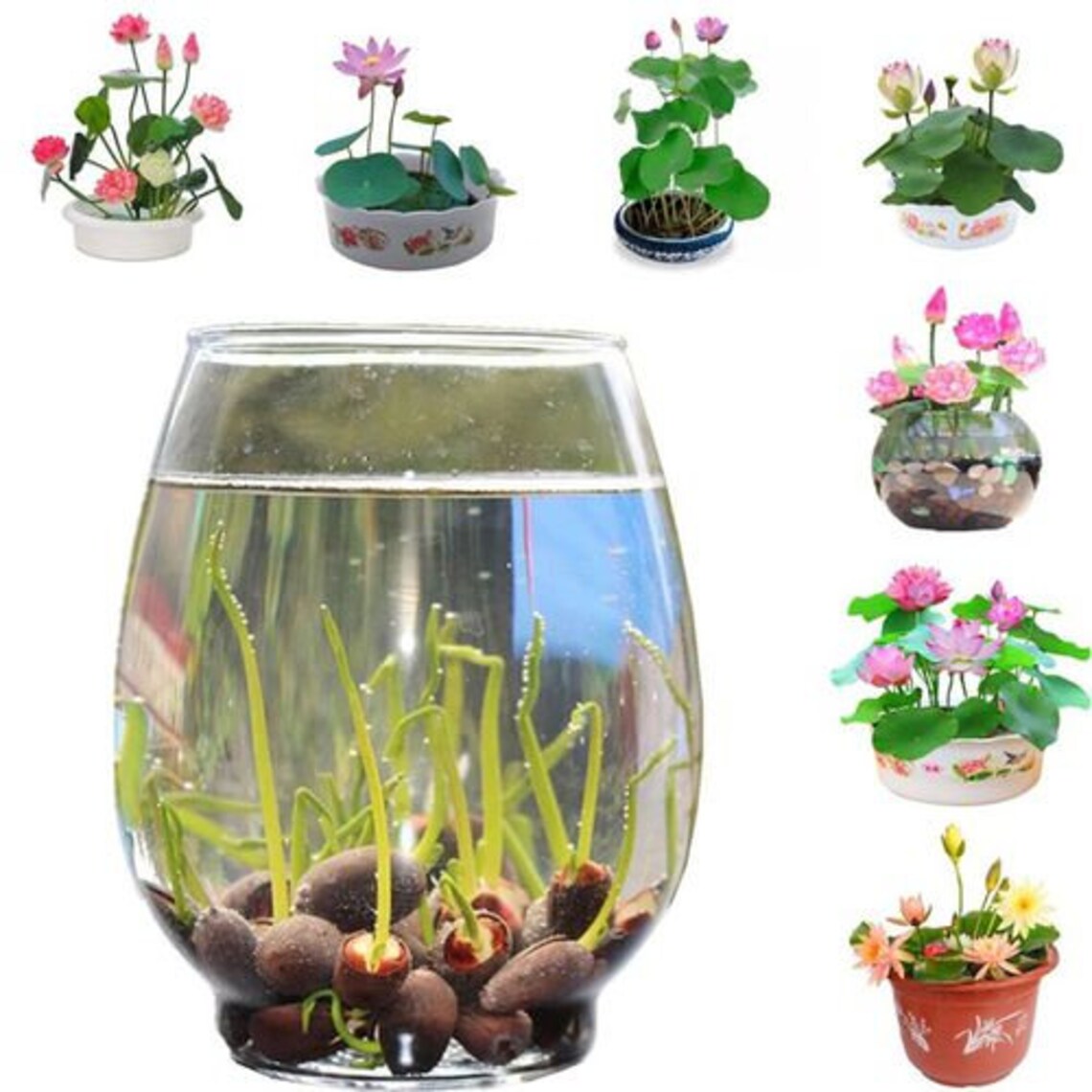 10pcs Lotus seeds Bowl Water Lily Hydroponic Plants Rare Etsy