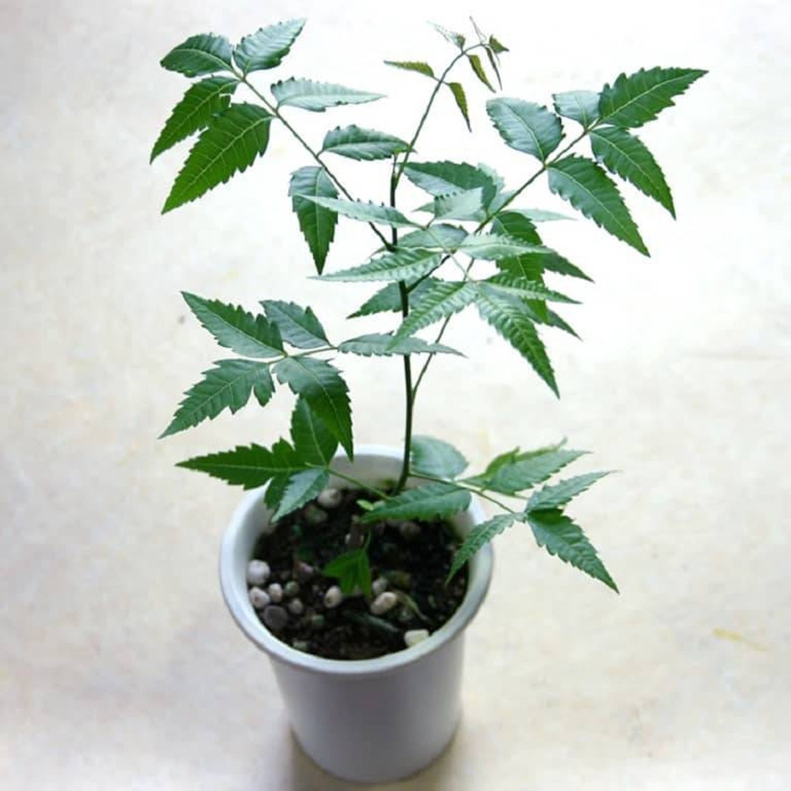 Neem tree margosa tree fast growing seeds pack for home Etsy