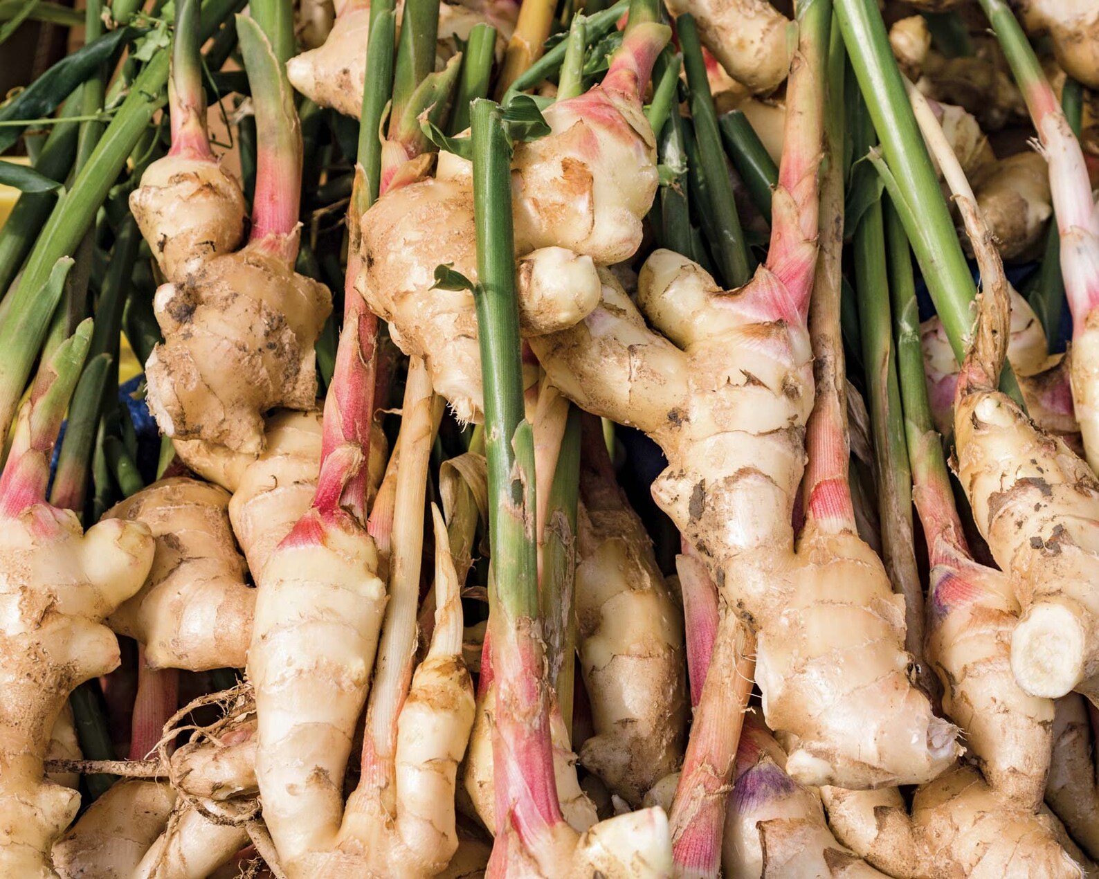 Ginger Live Rhizomes Zingiber Officinale Plant Zingiber Etsy