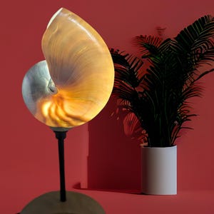 May include: A nautilus shell lamp with a warm, glowing interior, mounted on a black stem and a wooden base. The lamp is set against a red background with a potted plant.