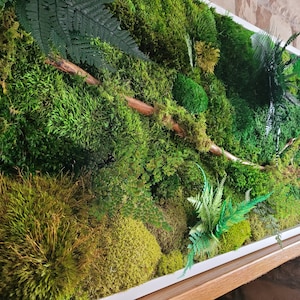 Moss wall, moss picture