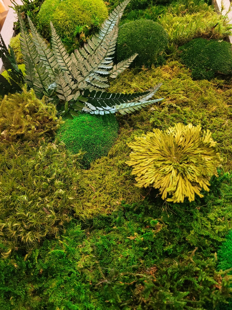 Moss Wall Art. Moss Wall. Greenwall. Moss Frame. Preserved Etsy