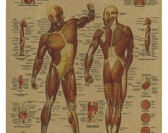 Tableau des muscles humains par Bachin Poster