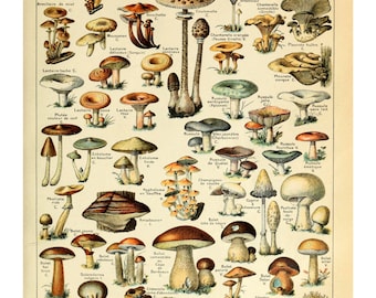 Mushrooms Chart by Millot | Poster | Wall Art | Home Decor |