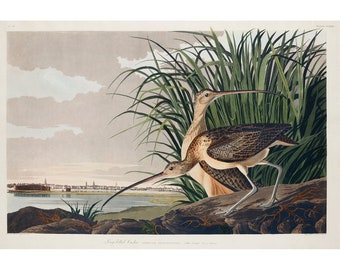 Long-billed Curlew | Poster | Wall Art | Home Decor |