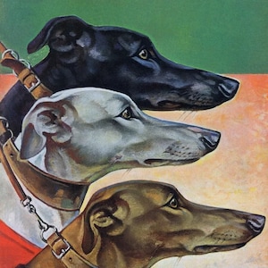 Kinds of Greyhounds Poster