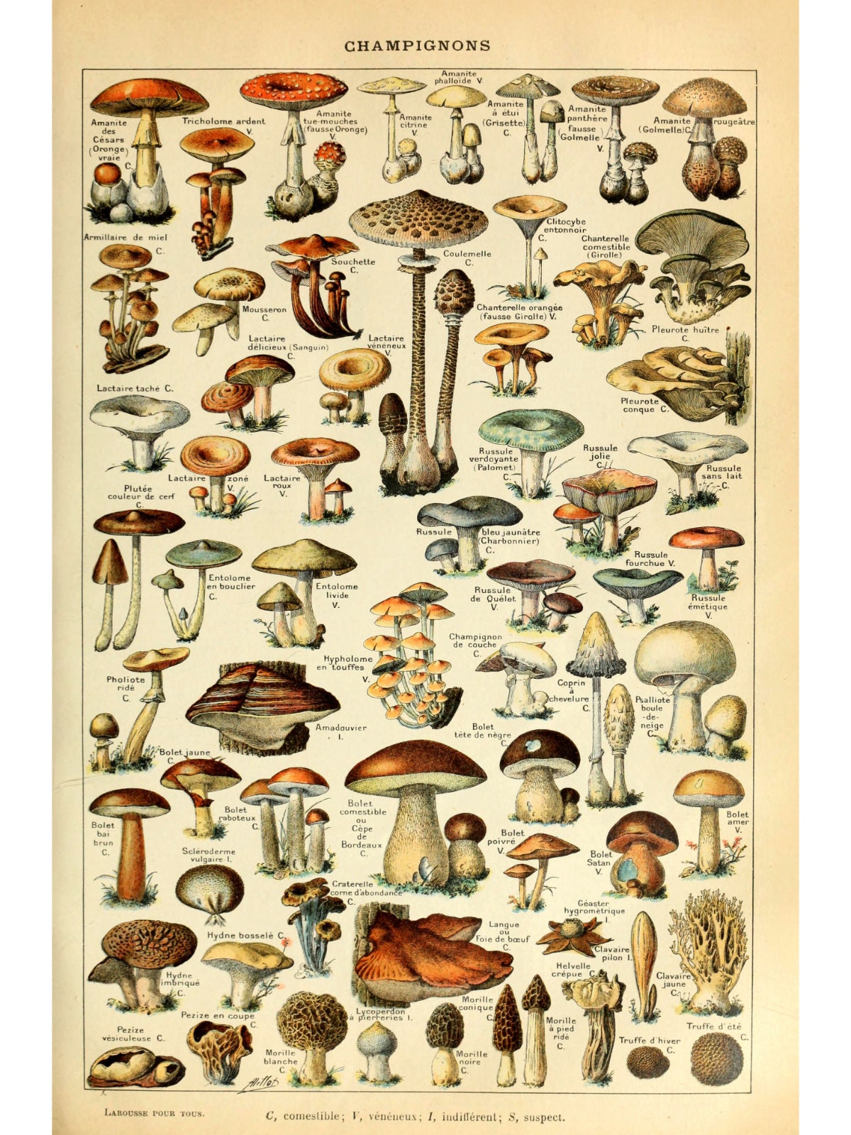Mushrooms Chart By Millot Poster Etsy UK