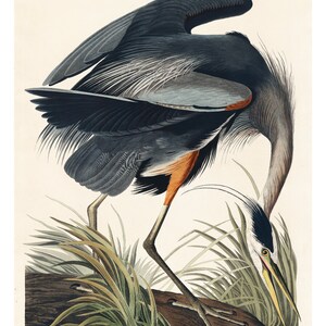 Great Blue Heron | Poster | Wall Art | Home Decor |
