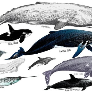 Whale Species | Poster | Wall Art | Home Decor |