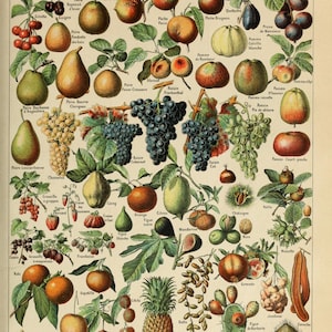 Fruits Chart by Millot | Poster | Wall Art | Home Decor |