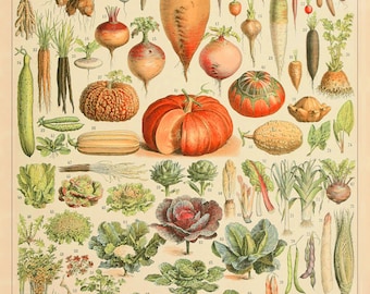 Könnte beinhalten: Vintage botanische Illustration verschiedener Gemüsesorten, darunter Karotten, Kürbisse und Kohl. Das Bild zeigt eine detaillierte, farbenfrohe Anordnung verschiedener Pflanzenarten, ideal für Küchen- oder Bildungszwecke.