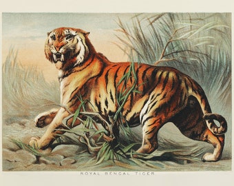 Royal Bengal Tiger | Poster | Wall Art | Home Decor |