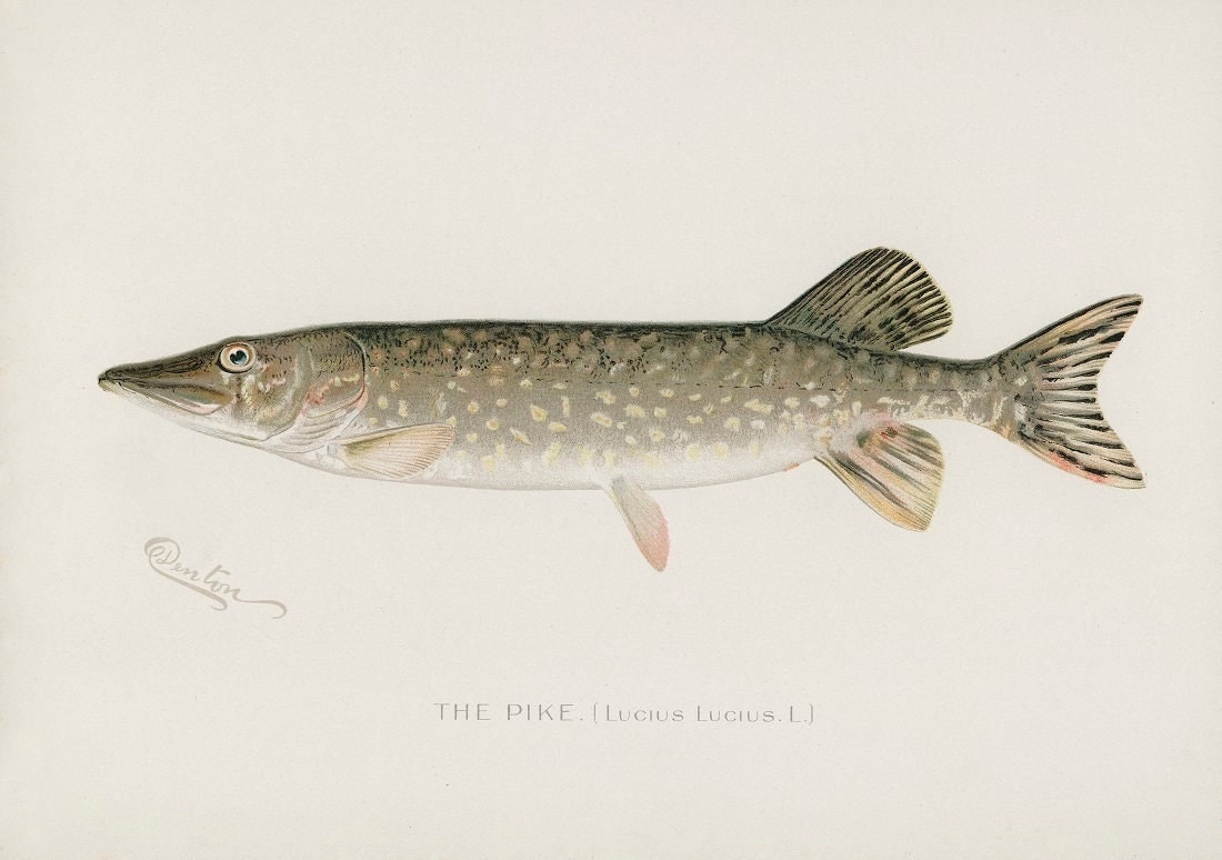 Chromolithographie Originale Sherman F. Denton - Le Poisson Bleu - Œuvre Encadrée Vintage