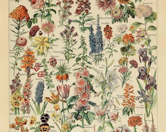 Flowers Chart by Millot | Poster | Wall Art | Home Decor |
