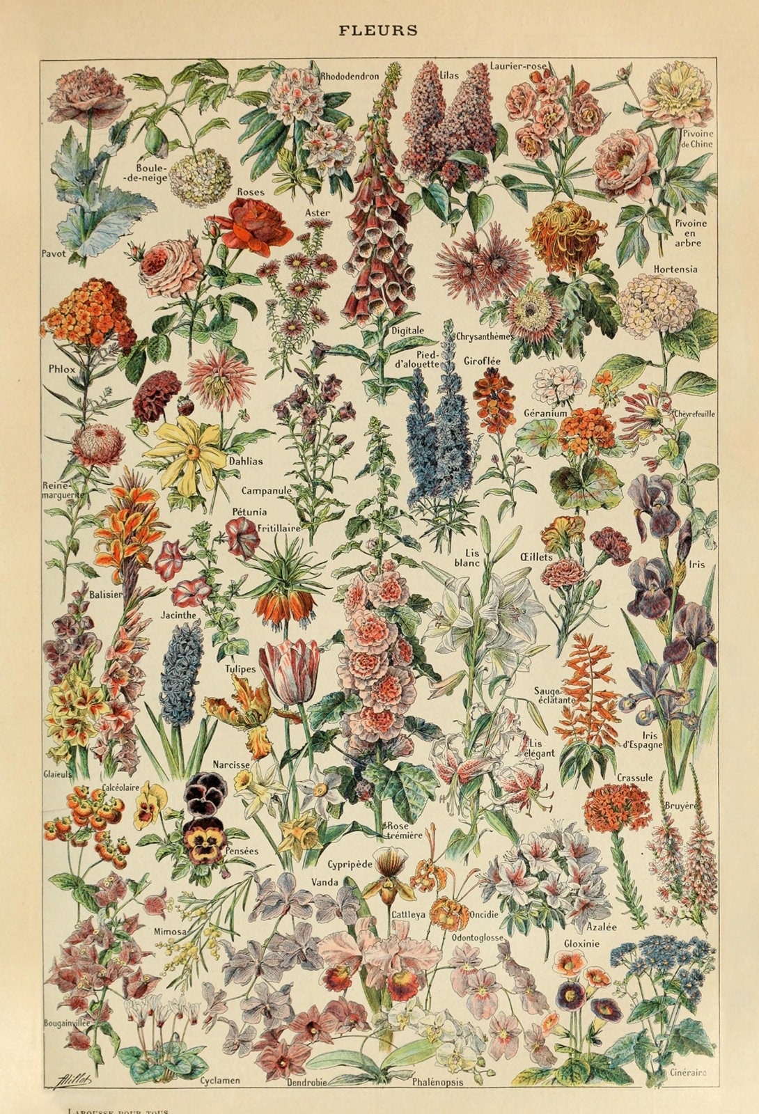 so many types of flowers 🌹  Flower identification, Flower chart, Flower  types chart