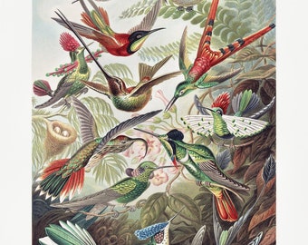 Oiseaux de paradis d'Ernst Haeckel | affiche | Art mural | Décoration d'intérieur |