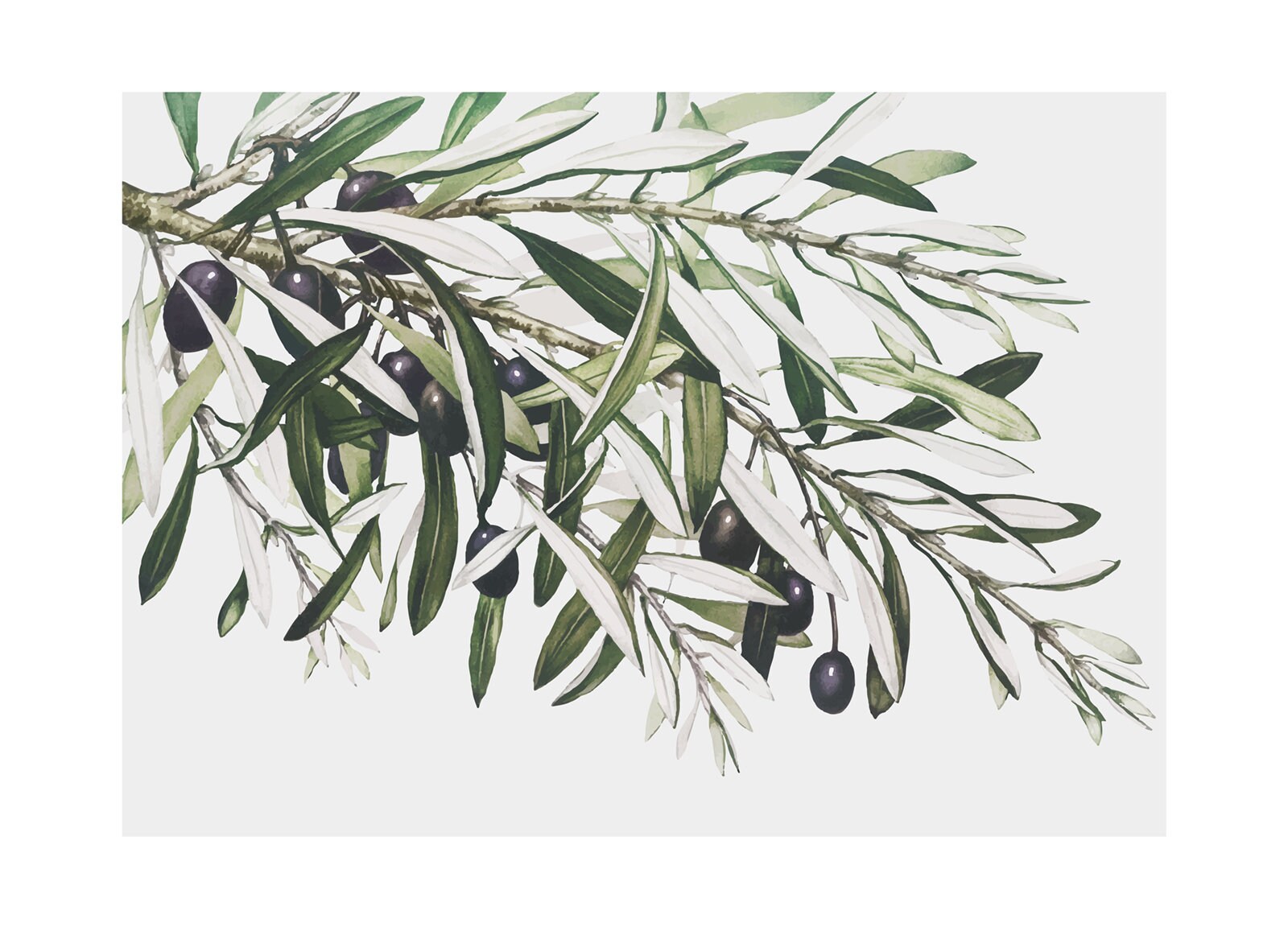 Olive Branch Poster Etsy
