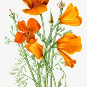 Flores silvestres - Amapola de California / Póster / Arte mural / Decoración del hogar /