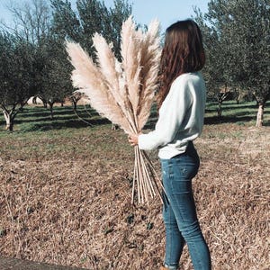 5 natural bushy pampas 115/120cm