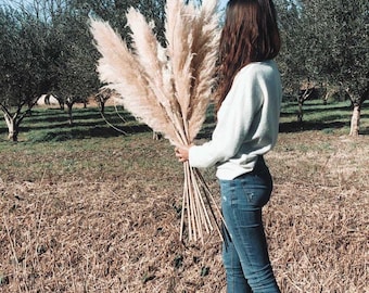 5 natural bushy pampas 115/120cm