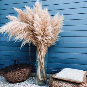Bouquets of 5 dried pampas 110/115cm