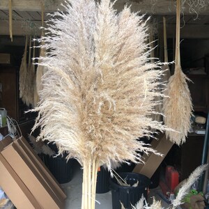 Puede incluir: Un gran manojo de hierba de la pampa seca con largas plumas plumosas en tonos beige y blanco. La hierba est&aacute; atada en la base y est&aacute; de pie en una habitaci&oacute;n con un techo de madera.