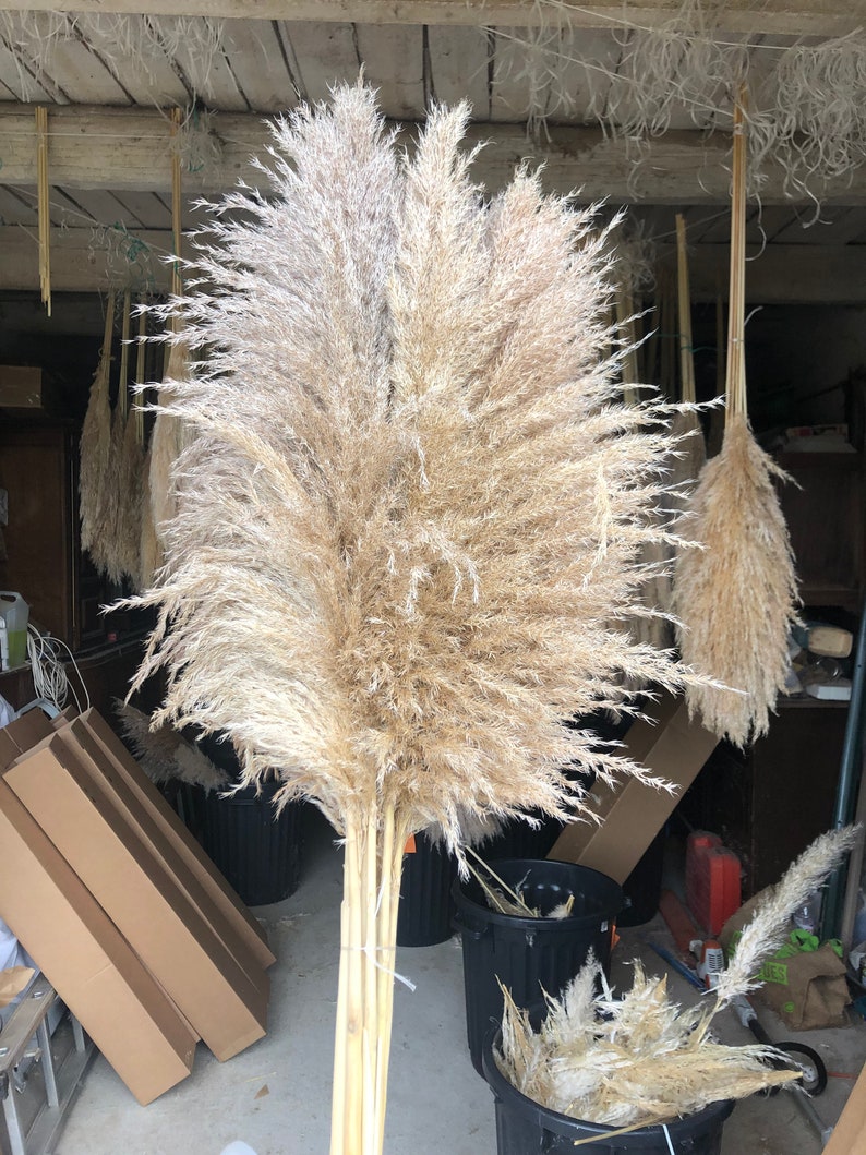 Puede incluir: Un gran manojo de hierba de la pampa seca con largas plumas plumosas en tonos beige y blanco. La hierba est&aacute; atada en la base y est&aacute; de pie en una habitaci&oacute;n con un techo de madera.