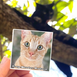 TNR Kiss Cut Stickers, Trap Neuter Return, oranje tabby 2 inch vierkante sticker