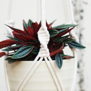 May include: A white ceramic planter with a red and green leafy plant hanging from a white macrame plant hanger.