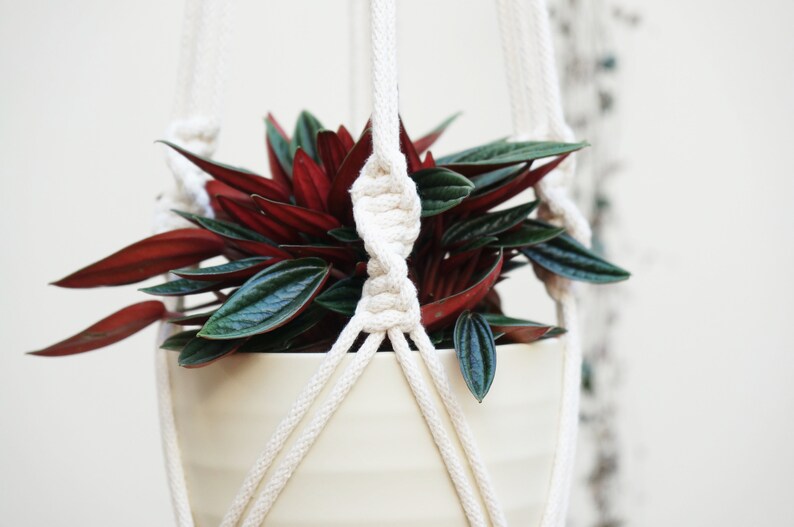 May include: A white ceramic planter with a red and green leafy plant hanging from a white macrame plant hanger.