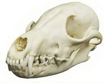 Complete Ethically Sourced Fox Skulls-REAL